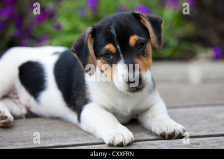Jack Russell Terrier, cucciolo sdraiato sul pavimento di legno, Tirolo del nord, Austria, Europa Foto Stock