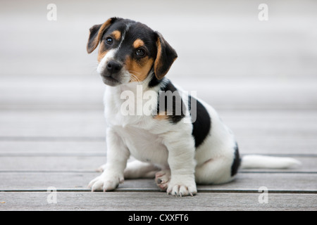 Jack Russell Terrier, cucciolo seduto sul pavimento di legno, Tirolo del nord, Austria, Europa Foto Stock