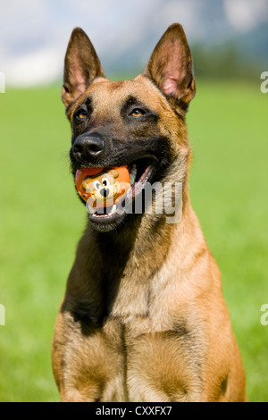 Pastore belga o Malinois, ritratto con una palla nella sua bocca, Tirolo del nord, Austria, Europa Foto Stock