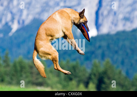 Pastore belga Malinois o catturare un frisbee in aria, Tirolo del nord, Austria, Europa Foto Stock