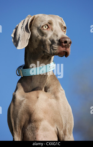 Weimaraner, ritratto, Tirolo del nord, Austria, Europa Foto Stock