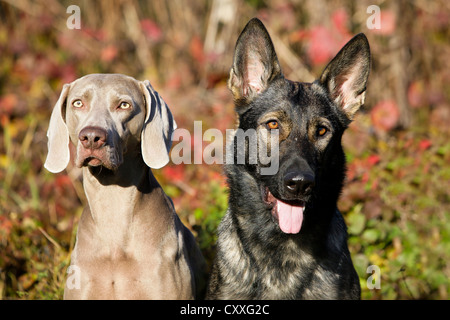 Weimaraner e un pastore tedesco, ritratto, Tirolo del nord, Austria, Europa Foto Stock