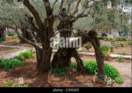 Alberi di ulivo (Olea europaea) nel giardino del Getsemani, Mount of  Olives, Gerusalemme, Israele, Medio Oriente Foto stock - Alamy