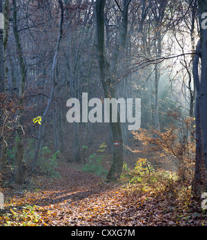 Bosco autunnale, peilstein, triestingtal, Austria inferiore, Austria, Europa Foto Stock