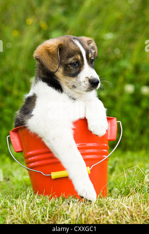 Mongrel, cucciolo seduto in un secchio rosso, Tirolo del nord, Austria, Europa Foto Stock