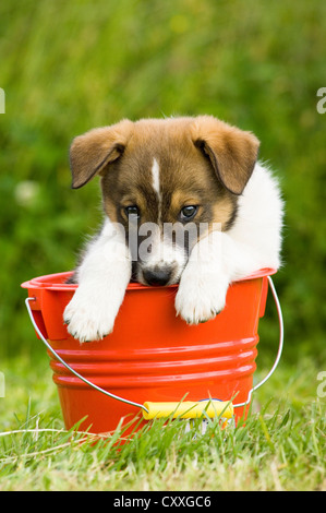 Mongrel, cucciolo seduto in un secchio rosso, Tirolo del nord, Austria, Europa Foto Stock