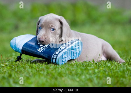 Cani Weimaraner, cucciolo, giocando con un soffietto di tenuta in gomma, Tirolo del nord, Austria, Europa Foto Stock