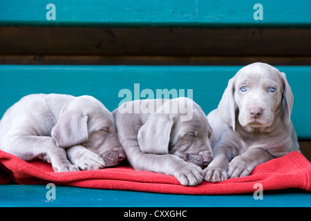 Cani Weimaraner, cuccioli, dormire su una panca, Tirolo del nord, Austria, Europa Foto Stock