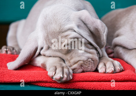 Cani Weimaraner, cucciolo, dormire su una panca, Tirolo del nord, Austria, Europa Foto Stock