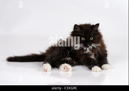 Giovani longhaired bianco e nero cat Foto Stock