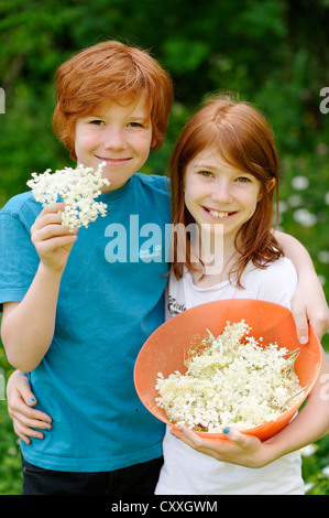 Un ragazzo e una ragazza con appena raccolto elderflowers (Sambucus nigra) Foto Stock