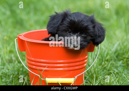 Mixed-breed puppy in seduta in rosso di un cucchiaio, Tirolo del nord, Austria, Europa Foto Stock