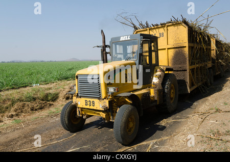 La canna da zucchero per la mietitura. I piccoli contadini Kaleya company. Mazbuka. Zambia. Foto Stock