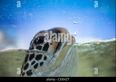 Lo Zoo di blu, Pechino. Turtle nuoto alla superficie dell'acqua. Foto Stock