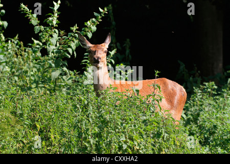 Il cervo (Cervus elaphus), femmina, Hind, vigile al bordo della foresta, Allgaeu, Bavaria Foto Stock