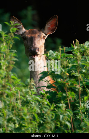 Il cervo (Cervus elaphus), femmina, Hind, vigile tra ortiche, Allgaeu, Bavaria Foto Stock