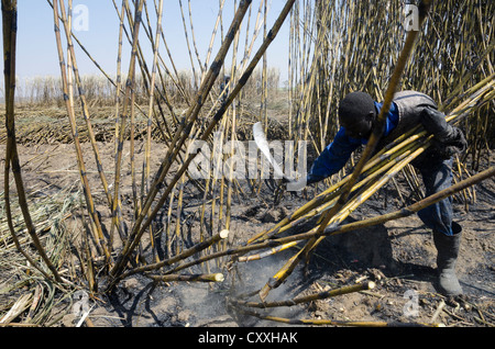 La canna da zucchero per la mietitura. I piccoli contadini Kaleya company. Mazbuka. Zambia. Foto Stock