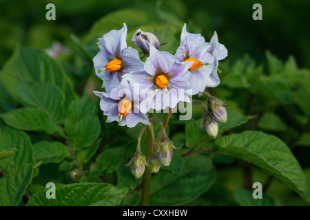 Patata (solanum tuberosum), fiori, Allgaeu, Bavaria Foto Stock