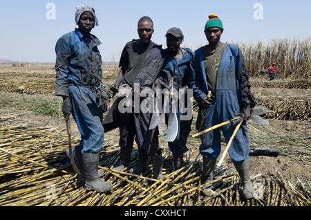 La canna da zucchero per la mietitura. I piccoli contadini Kaleya company. Mazbuka. Zambia. Foto Stock