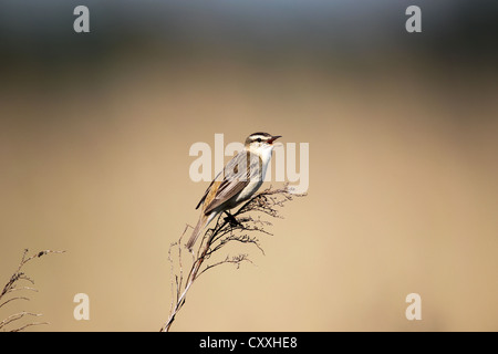 Sedge trillo (Acrocephalus schoenobaenus), cantando, Burgenland, Austria, Europa Foto Stock