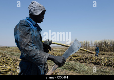 La canna da zucchero per la mietitura. I piccoli contadini Kaleya company. Mazbuka. Zambia. Foto Stock