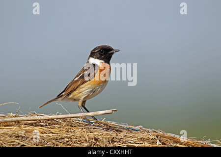 Stonechat africana (Saxicola torquata), maschio, Burgenland, Austria, Europa Foto Stock