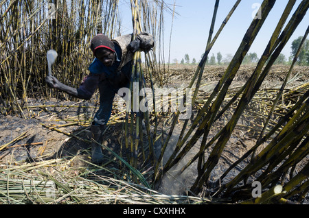 La canna da zucchero per la mietitura. I piccoli contadini Kaleya company. Mazbuka. Zambia. Foto Stock