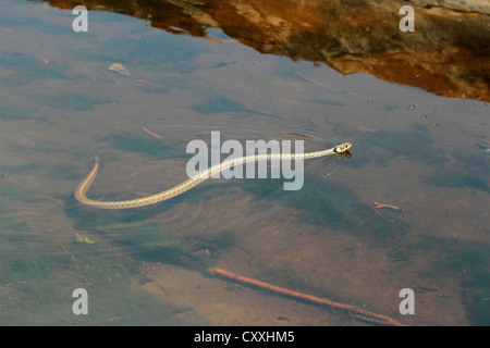 Biscia dal collare (Natrix natrix) nuotare in acqua e il lago di Balaton, Ungheria, Europa Foto Stock