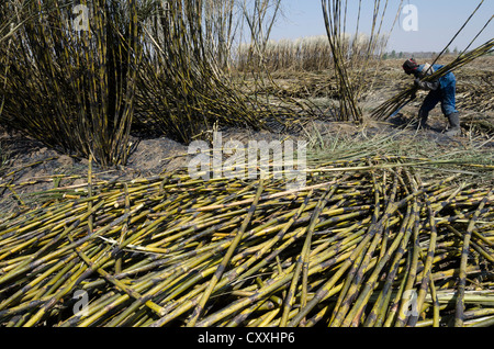 La canna da zucchero per la mietitura. I piccoli contadini Kaleya company. Mazbuka. Zambia. Foto Stock