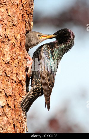 Starling (Sturnus vulgaris), Adulto alimentazione di uccelli giovani al sito di nidificazione, Allgaeu regione Baviera Foto Stock