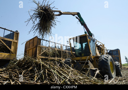 La canna da zucchero per la mietitura. I piccoli contadini Kaleya company. Mazbuka. Zambia. Foto Stock