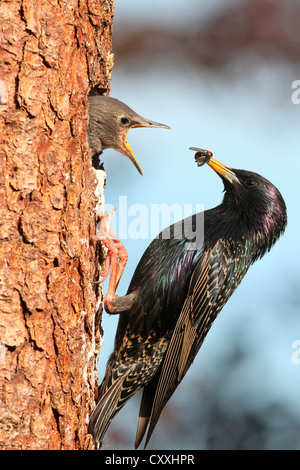 Starling (Sturnus vulgaris), Adulto alimentazione di uccelli giovani al sito di nidificazione, Allgaeu regione Baviera Foto Stock