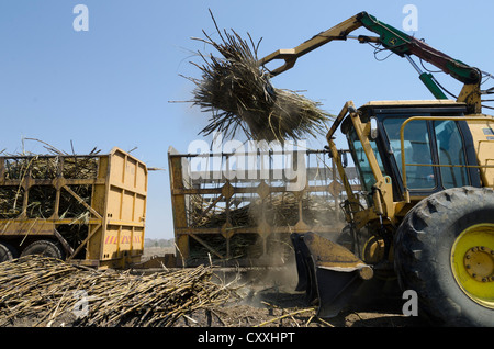 La canna da zucchero per la mietitura. I piccoli contadini Kaleya company. Mazbuka. Zambia. Foto Stock