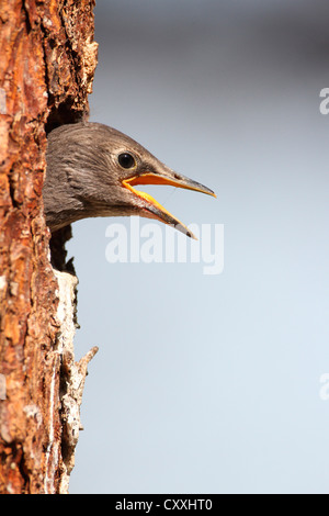 I capretti starling (Sturnus vulgaris), Elemosinare il cibo presso il foro di nesting, Allgaeu regione Baviera Foto Stock