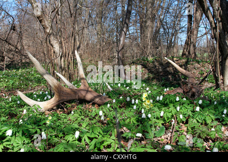 Capannone, corna di cervo (Cervus elaphus), che giace tra le anemoni, Allgaeu, Bavaria Foto Stock
