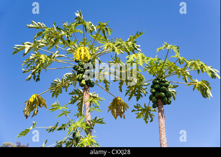 La papaia o albero di papaia (Carica papaya), Thailandia del Nord della Thailandia, Asia Foto Stock