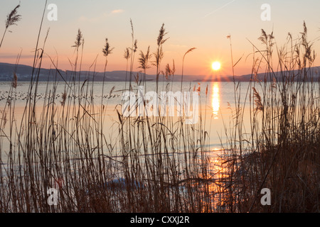 Ice-dalle rive coperte con canne di Lago di Costanza al tramonto, isola di Reichenau, Baden-Wuerttemberg Foto Stock