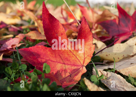 Red maple leaf (Acer) circondato da altre foglie di acero, Isola di Mainau, Lago di Costanza, Baden-Wuerttemberg Foto Stock