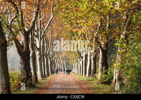 Strada alberata, platani in autunno, Isola di Mainau, Lago di Costanza, Baden-Wuerttemberg Foto Stock