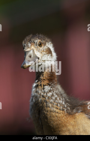 Oca egiziana (Alopochen aegyptiacus), Gosling, Seilersee, Iserlohn, Renania settentrionale-Vestfalia Foto Stock