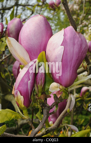 Rosso (magnolia Magnolia liliiflora), Ystad, Skåne, Svezia, Europa Foto Stock