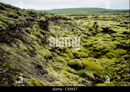 Moss-coperto campo di lava di Eldhraun, Suðurland, Sud dell'Islanda, Islanda, Europa Foto Stock