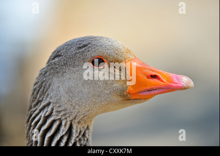 Graylag goose (Anser anser), ritratto, Burgenland, Austria, Europa Foto Stock