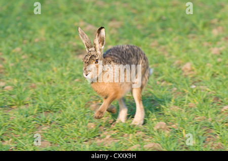 Lepre europea o marrone (lepre Lepus europaeus), Austria superiore, Austria, Europa Foto Stock