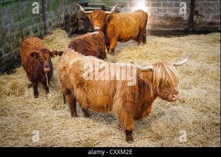 Highland bovini e vitelli in una fattoria in South Lanarkshire, Scozia Foto Stock