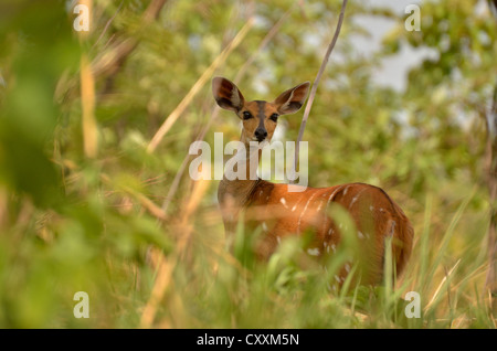 Bushbuck (Tragelaphus scriptus), femmina, Bouba-Ndjida National Park, Camerun, Africa centrale, Africa Foto Stock