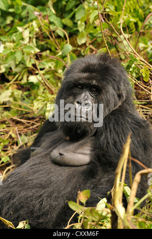 Gorilla di Montagna (Gorilla beringei beringei) dal gruppo Hirwa ai piedi del vulcano Gahinga, Parc National des Volcans Foto Stock