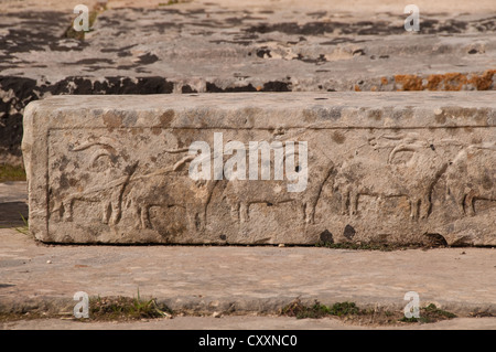 Il neolitico Bull incisioni su pietra nel tempio di Tarxien, Malta Foto Stock