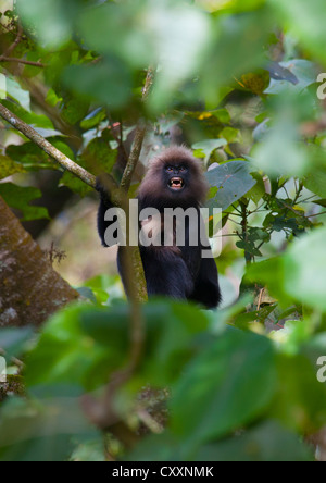 Monkey in alberi che mostra i suoi denti, del Periyar, India Foto Stock