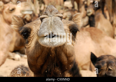 Cavalcare cammelli dromedario cammelli (Camelus dromedarius), nel deserto di Thar vicino a Jaisalmer, Rajasthan, Nord India, India Foto Stock